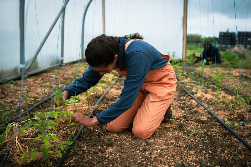 A grower planting in a polytunnel. Credit: Woodland Farm by Phoebe Davies | Culture Roots Collective