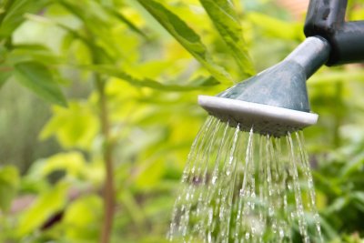 Watering at Cordwainers' Grow, Hackney. Credit: Zoe Warde-Aldam