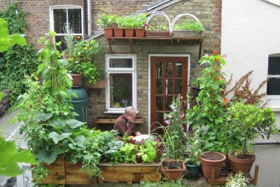 Back garden container growing. Credit: Vertical Veg