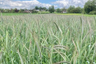 Rye growing on Green Acres Farm. Copyright: Mark Lea