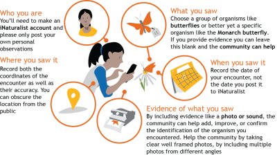 iNaturalist user graphic. Credit: iNaturalist