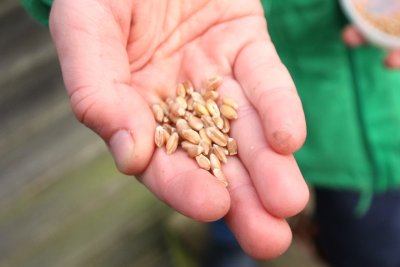 Sowing the seeds of loaf. Credit: Chris Young / www.realbreadcampaign.org CC-BY-SA-4.0