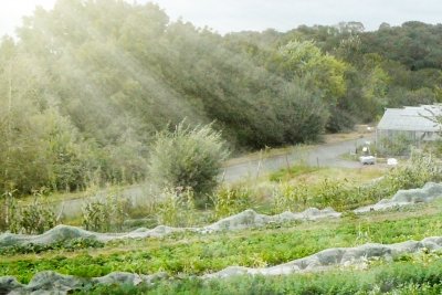 Hawkwood Nursery – Chingford, London. Credit: Organiclea