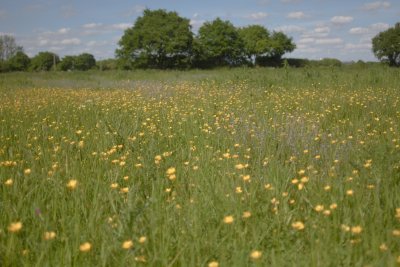 Field left to fallow outside of Colchester. Credit: Aryo Feldman