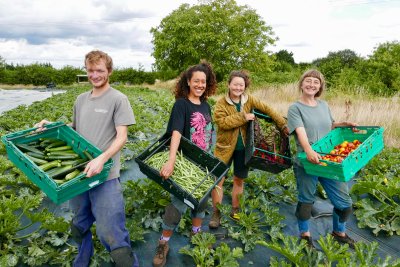 Growers harvesting organic produce at Sutton Community Farm, South London. Credit: Sutton Community Farm