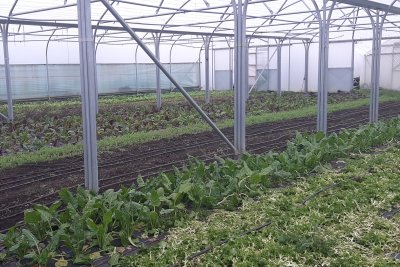 Sutton Community Farm, in South London. Credit: Sofia Parente