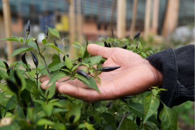 Story Garden volunteer Pedro showing off their thriving chillies at the garden. Copyright: Manal Massalha