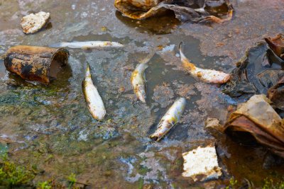 Dead fish in a river due to water pollution. Copyright: wk1003mike | shutterstock