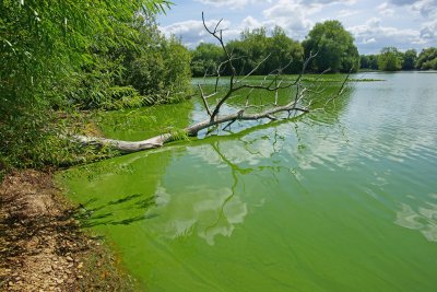 Algae in river at Frampton on Severn, Gloucestershire. Credit: PJ photography