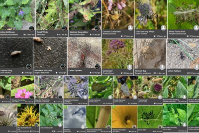 Screenshot of found species for Big City Bug Hunt. Credit: Lula Wattam
