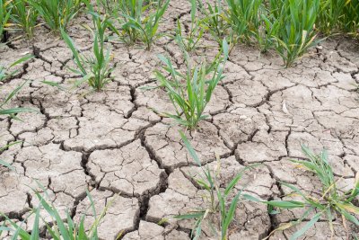 Drought on a UK farm with dry cracked earth. Copyright: Paul Maguire | shutterstock