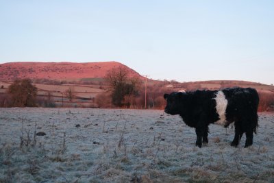 Belted Galloway at Three Pools Farm. Credit: Huw Evans 