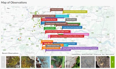 iNaturalist map screenshot Big City Bug Hunt. Credit: iNaturalist