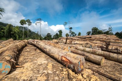Rainforest jungle in Borneo, Malaysia, destroyed to make way for oil palm plantations. Copyright: Jonathan Yee | shutterstock