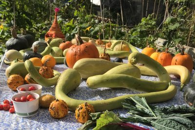 A table of squash and pumpkins grown in Octopus Community Garden. Credit: Octopus Community Garden 