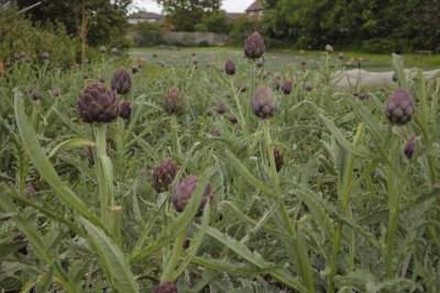 Artichokes on Glebelands Organic Produce Farm, Greater Manchester. Credit: Aryo Feldman