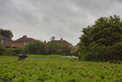 Glebelands Organic Produce farm, Greater Manchester. Credit: Aryo Feldman