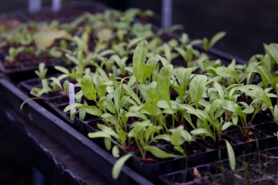 Seedlings at Granville Community Kitchen. Credit: Jonathan Goldberg