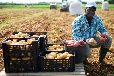 Farmer posing with harvested potatoes in the field. Copyright: BearFotos | shutterstock