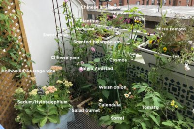 Susannah urban permaculture growing on her SW-facing balcony in London. Copyright: Susannah Hall