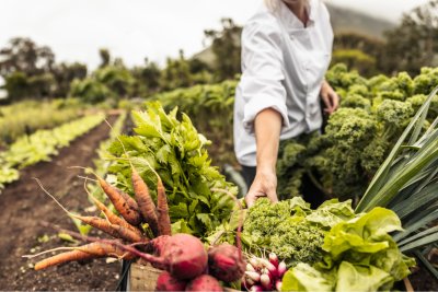 Harvesting organic vegetables in an agricultural field. Copyright: jacoblund | Istock