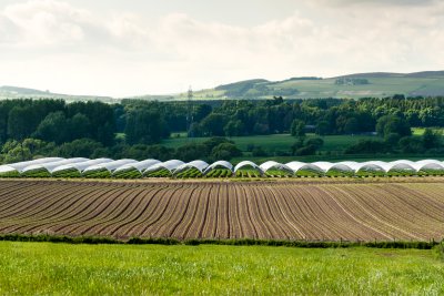 Rows of potato and strawberry plants in polytunnels, UK. Copyright: FrankCornfield | Pexels Rows of potato and strawberry plants in polytunnels, UK. Copyright: FrankCornfield | Pexels