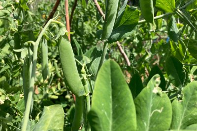 Summer peas. Credit: Chris Murphy