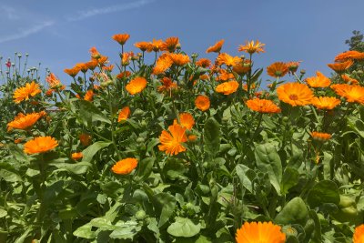 Marigolds. Credit: Chris Murphy