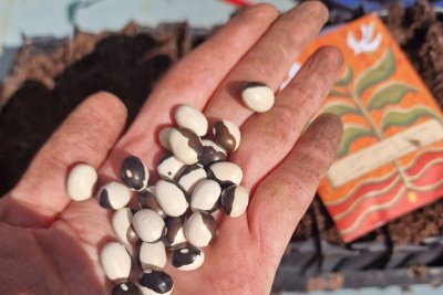 Bishops Castle Community Seed Bank. Credit: Andrea Gibbons | Sustainable Food Places