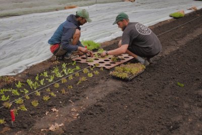 Planting on Glebelands Organic Produce farm, Greater Manchester. Credit: Aryo Feldman