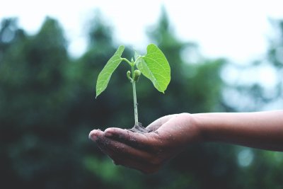 From seed to plantling. Copyright: Akil Mazumder