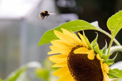 A bee flying above a sunflower. Copyright: Zoe Warde Aldam