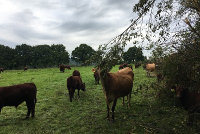 Cow browsing on a hedge tree. Credit: James Woodward