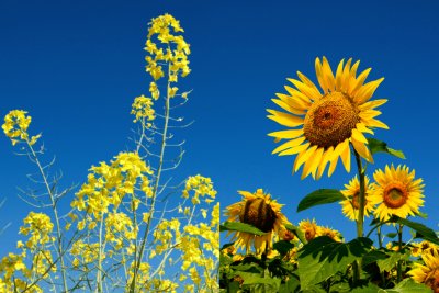 Flower power. Credit: Canva