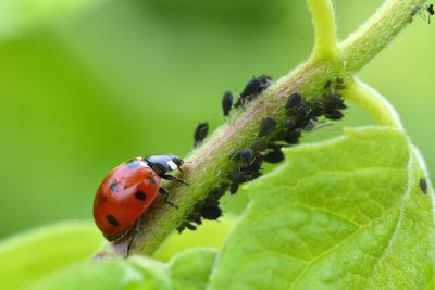 A ladybird and aphids on a plant.. Credit: Ediecz: Shutterstock