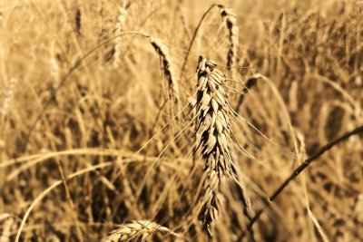 Awned wheat. Copyright: Christina Ermilio