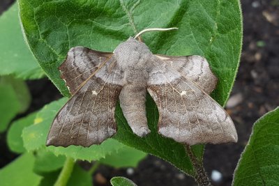 A moth. Credit: Cranbrook Community Food Garden