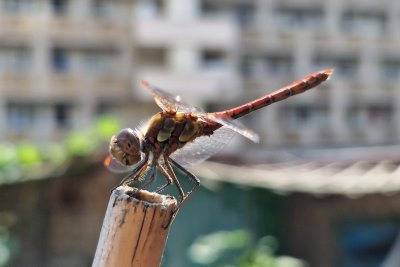 A dragonfly.. Credit: Cranbrook Community Food Garden