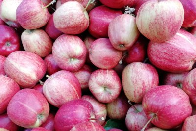 apples, Kent. will UK producers face imports with higher pesticides Credit: Vicki Hird