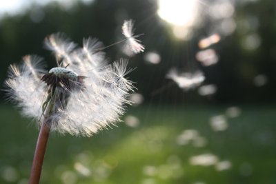 A dandelion and its seeds. Credit: Nita | Pexels