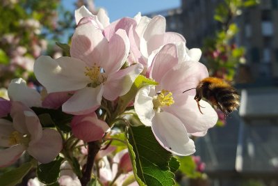 A bee with a flower. Credit: Cranbrook Community Food Garden