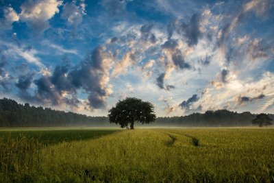 A tree in a field. Credit: Jürgen | Pixabay 