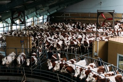 Mechanical milking of cows on a specialised dairy farm. Copyright: Dobrovizcki | shutterstock