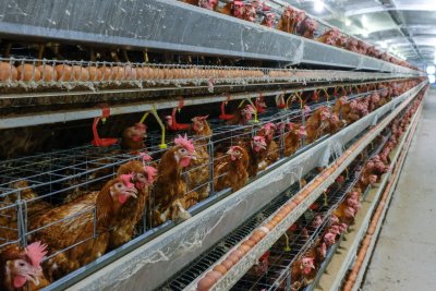 Layer chickens in multilevel conveyor production line of chicken eggs. Copyright: Mai.Chayakorn | shutterstock