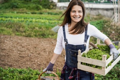 Farmer harvesting organic lettuce. Copyright: DisobeyArt | shutterstock