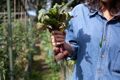 Freshly harvested beetroot at Cranbrook Community Food Garden in Tower Hamlets. Copyright: Zoe Warde-Aldam