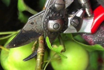 Secateurs for fruit tree pruning. Copyright: Paul Richens