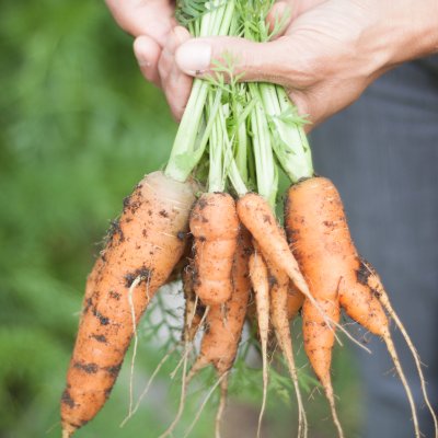 Local Food Plan carrots. Credit: Rachel Jones