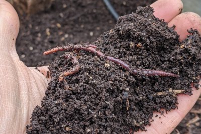 A handful of fresh compost and its wonderful worms. Copyright: Camila Barboza
