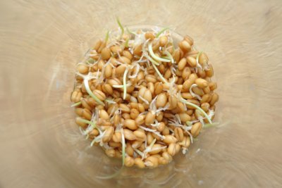 Germinate, germinate, germinate!. Credit: Chris Young / www.realbreadcampaign.org CC-BY-SA-4.0